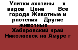 Улитки ахатины  2-х видов › Цена ­ 0 - Все города Животные и растения » Другие животные   . Хабаровский край,Николаевск-на-Амуре г.